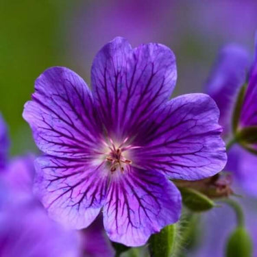 Ariadne ATHENS Evening Primrose Λάδι Προσώπου
